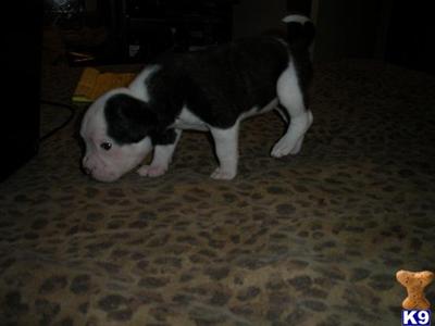 American Bulldog Puppies for Sale